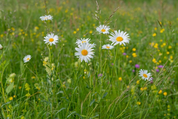 Wiese im Frühling mit Blumen