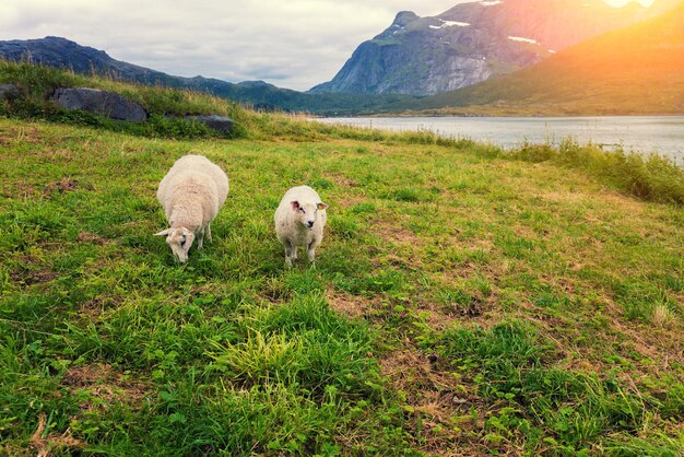 Wiese in der Nähe von Fjord Zwei Schafe auf der Weide Schöne Natur Norwegens Lofoten-Inseln