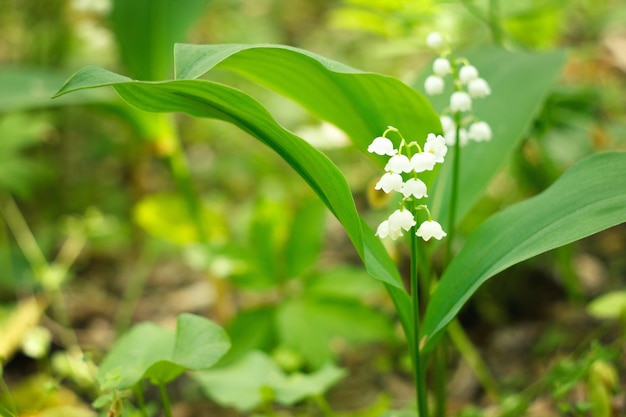 Wiese Maiglöckchen