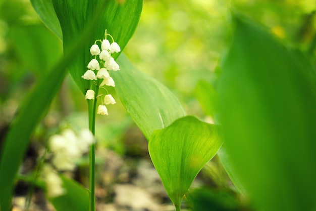 Wiese Maiglöckchen