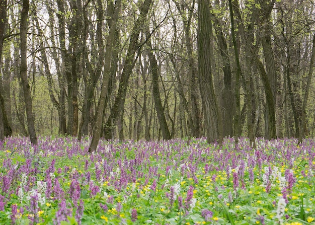 Wiese mit Ayuga-Blüten im Wald 4