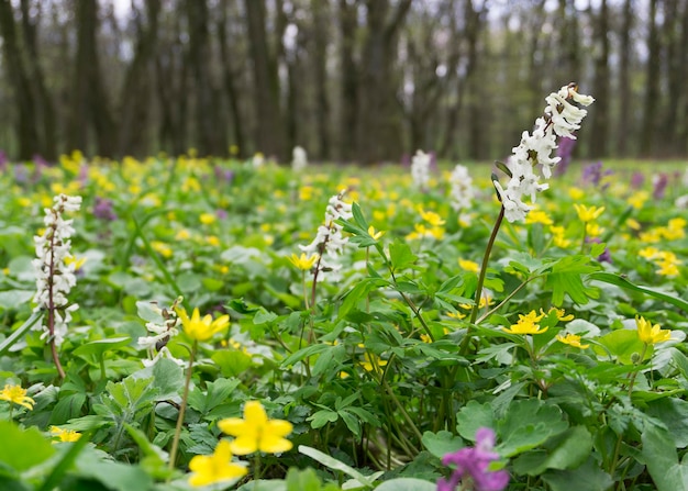 Wiese mit Ayuga-Blumen im Wald