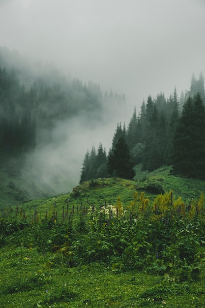 Wiese mit Blumen auf Hintergrund des mystischen Fichtengebirgswaldes auf dem Hügel, der mit dichtem Morgennebel bedeckt wird