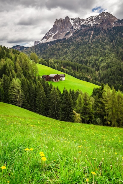 Wiese mit gelben Blumen in den Dolomiten