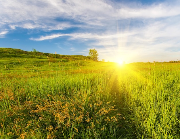 Wiese mit grünem Gras und blauem Himmel