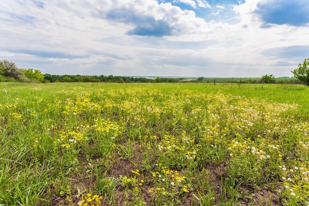 Wiese mit grünem Gras und blauem Himmel