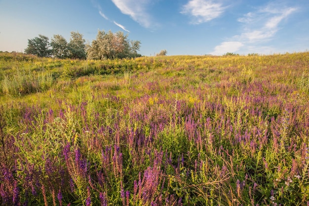 Wiese mit grünem Gras und blauem Himmel