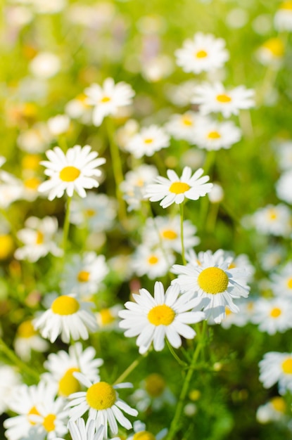 Wiese mit Kamillenblüten in der Sonne