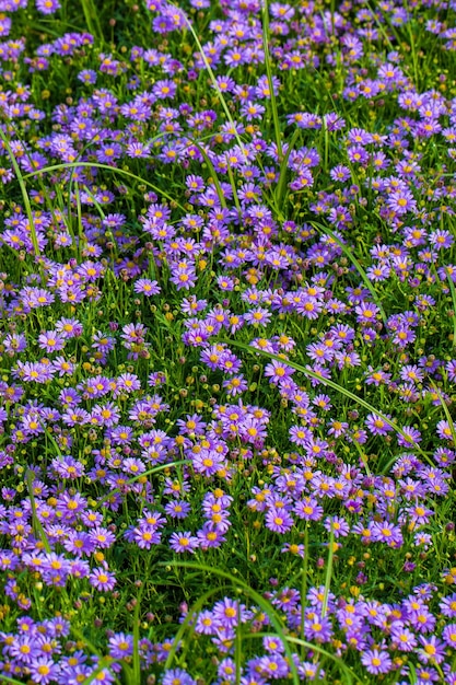 Wiese mit lila Gänseblümchenblumen