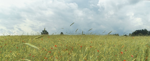 Wiese mit Mohn und Weizen