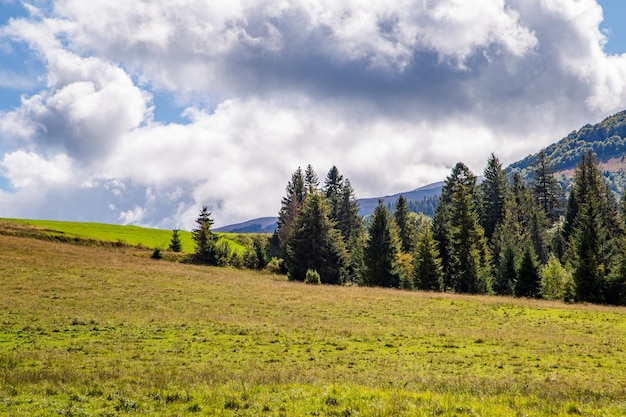 Wiese mit Nadelbäumen in der Nähe der Berge und des Himmels mit Wolken