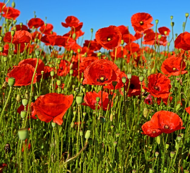 Wiese mit schönen leuchtend roten Mohnblumen im Frühjahr