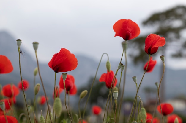 Wiese mit schönen Mohnblumen