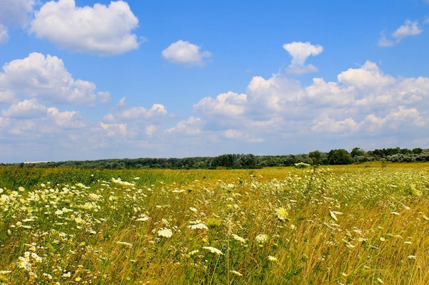 Wiese mit weißen Wildblumen