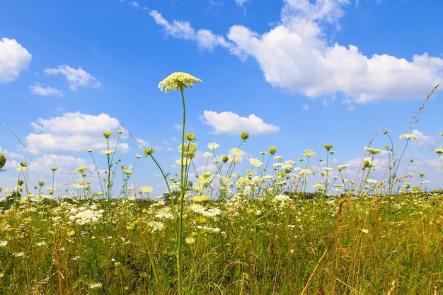 Wiese mit weißen Wildblumen