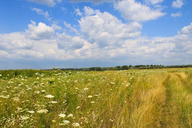 Wiese mit weißen Wildblumen