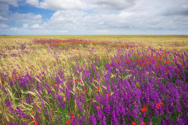 Wiese mit Weizenfrühlingsblumen Naturzusammensetzung