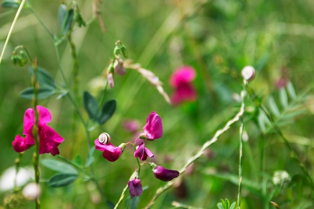 Wiese mit Wildblumen und Gras. Eine Schnecke auf einem Blütenblatt der süßen Erbse.