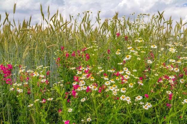 Wiese mit Wildblumen