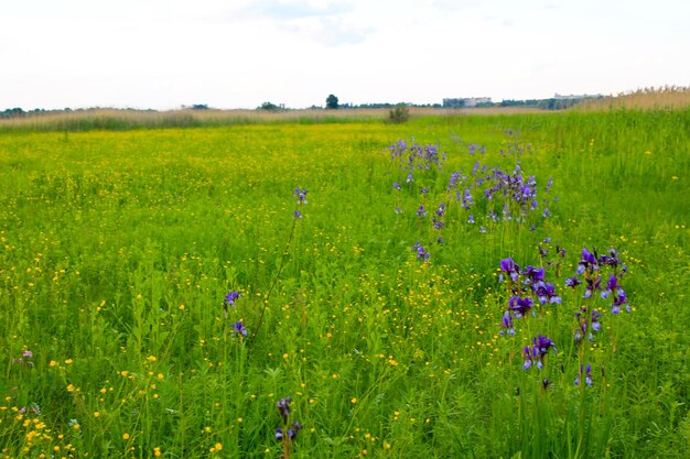 Wiese mit wilden Irisblumen