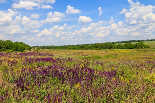 Wiese mit wilden lila Salvia-Blumen Sommerlandschaft