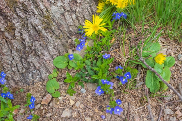 Wiese Pflanze Hintergrund blau kleine Blumen hautnah und grünes Gras