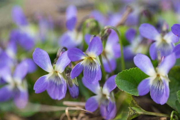 Wiese Pflanze Hintergrund blaue Blumen Shallow DOF