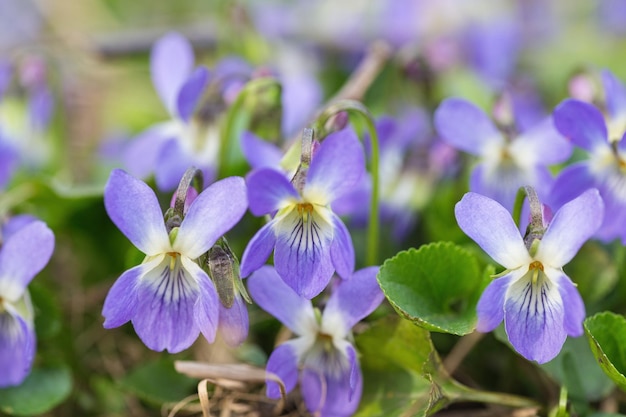 Wiese Pflanze Hintergrund blaue Blumen Shallow DOF