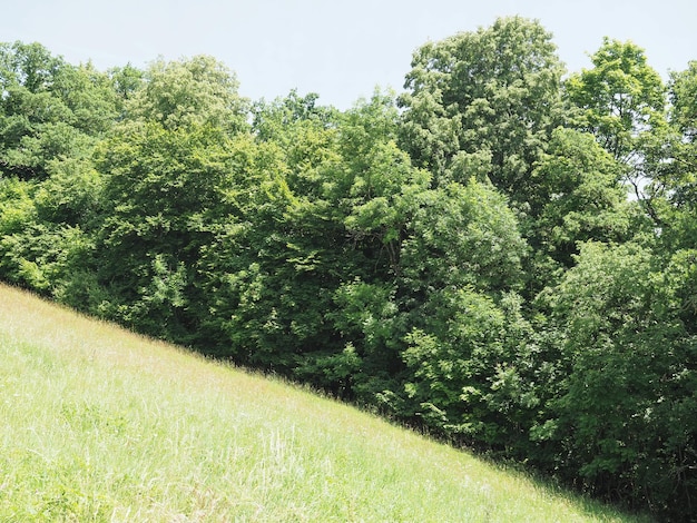 Wiese und Bäume am Hang