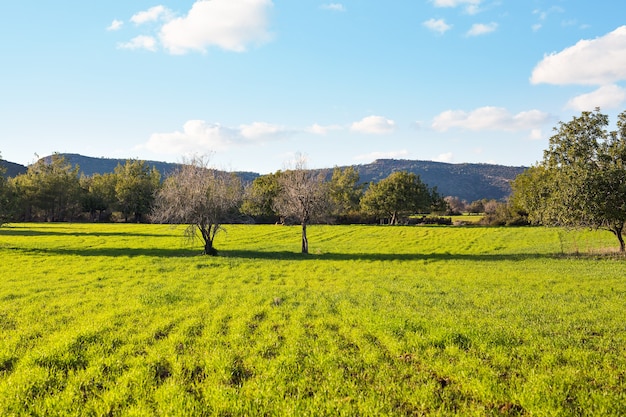 Wiese und Bäume im Sonnenlicht