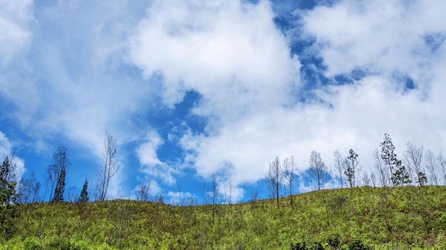 Wiese und bewölkter Himmel