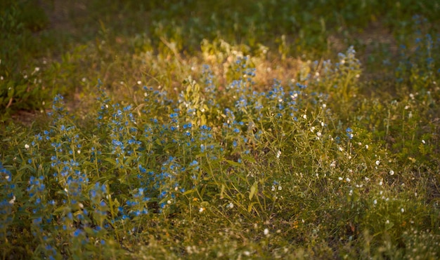 Wiese voller Blumen mit blauen Blütenblättern Herbst Bokeh Rittersporn und Rittersporn im Herbst