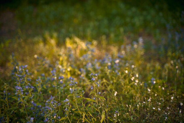 Wiese voller Blumen mit blauen Blütenblättern Herbst Bokeh Rittersporn und Rittersporn im Herbst