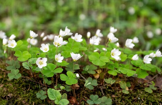 Wiese von Oxalis oder Sauerklee, die am Frühlingstag weiße Blüten blüht