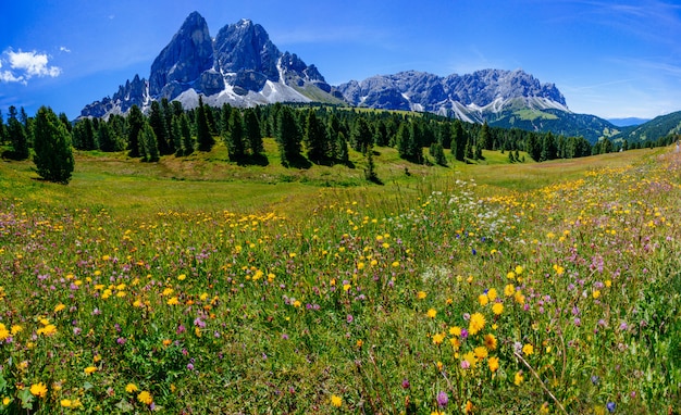 Wiese von Wildblumen in den Bergen