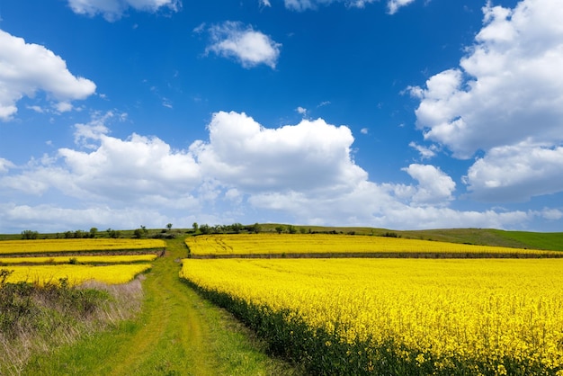 Wiesen mit einer Pflanze in einem Tal mit Feldern vor dem Hintergrund des Tageshimmels in Bulgarien