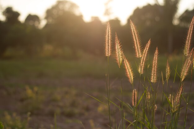 Wiesenblume mit Sonnenstrahlen, Blumenhintergrund.