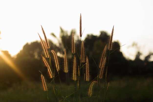 Wiesenblume mit Sonnenstrahlen, Blumenhintergrund.