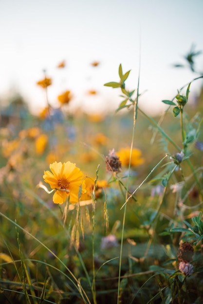 Wiesenblumen im frühen sonnigen frischen Morgen Vintage Herbst Landschaft Hintergrund bunte schöne