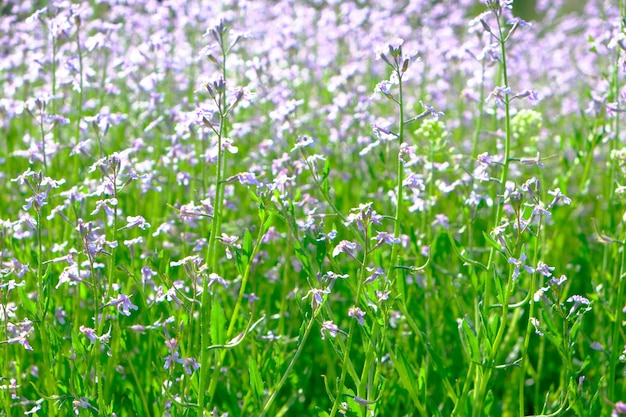 Wiesenblumen, schöne Natur Sonniger Tag.