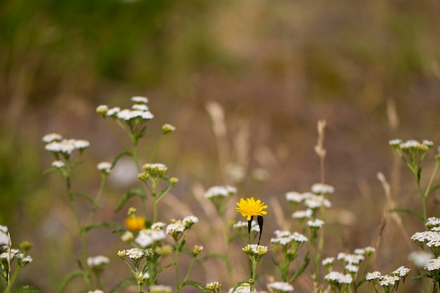 Wiesenblumen und Kräuter auf verschwommenem Hintergrund Schöne Wiesennatur am Abend