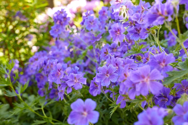 Wiesengeranien blühen in einem botanischen Garten Lila Pflanzen wachsen und blühen im Sommer auf einer grünen Wiese Schöne violett blühende Pflanzen, die in einer natürlichen Umgebung knospen