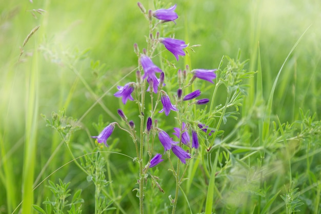 Wiesengräser, grüner Sommerrasen mit leuchtend blühenden lila Campanula-Blüten. Blumiger Hintergrund.