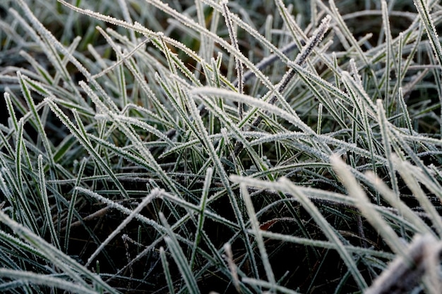 Wiesengras mit Morgenfrost