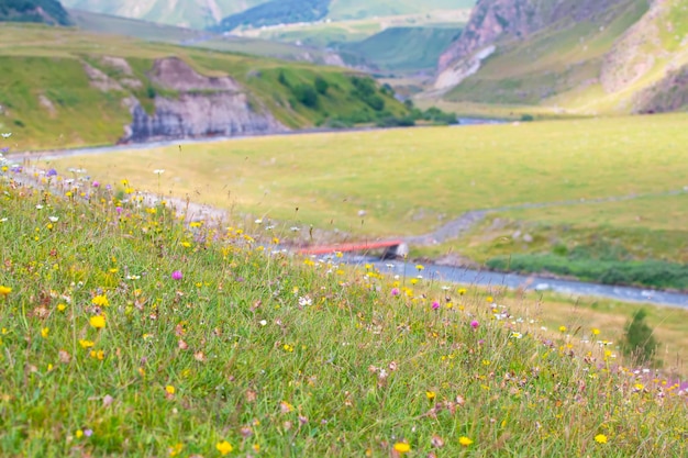 Wiesengras und Blumen vor einer verschwommenen Berglandschaft