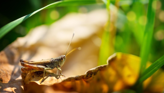 Wiesenheuschrecke, die auf dem gefallenen Blatt sitzt Kopieren Sie Platz