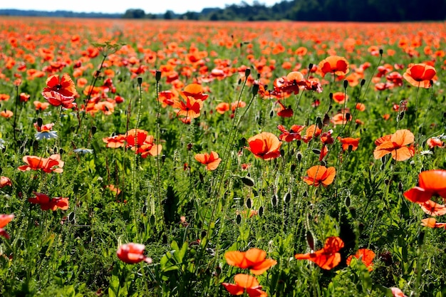 Wiesenkamillenblumen und rote Mohnblumen, ländliche Landschaft