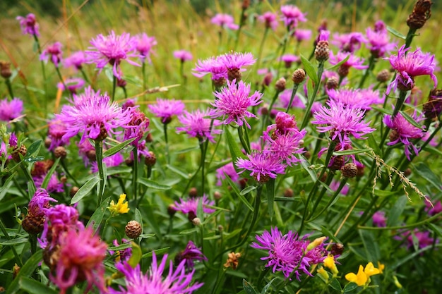 Wiesenkornblume Centaurea jacea ist eine Feldunkrautpflanze, eine Art der Gattung Kornblume der Familie Asteraceae oder Compositae, die auf Wiesen und Waldrändern wächst. Violette elegante Blume Karelien