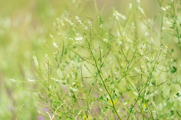 Wiesenkräuter Ivan-Tee, Steinklee und Distel, die auf dem Feld wachsen