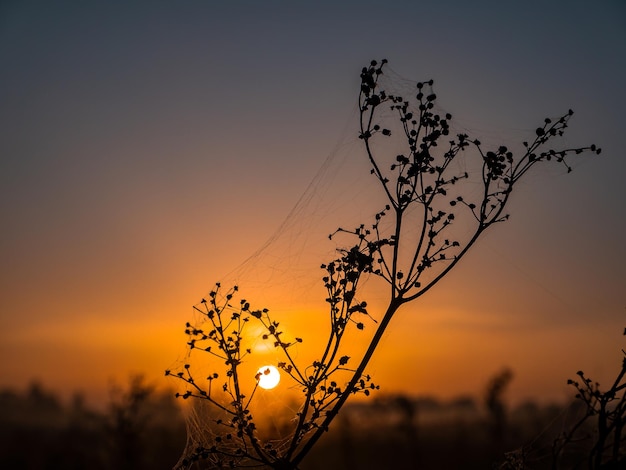 Wiesenpflanze mit Spinnweben in den Strahlen der aufgehenden Sonne